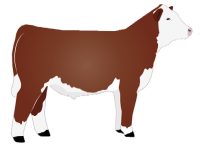 hereford beef